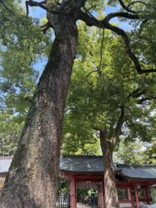 埼玉のパワースポット、大宮氷川神社で婚活イベントを開催しました